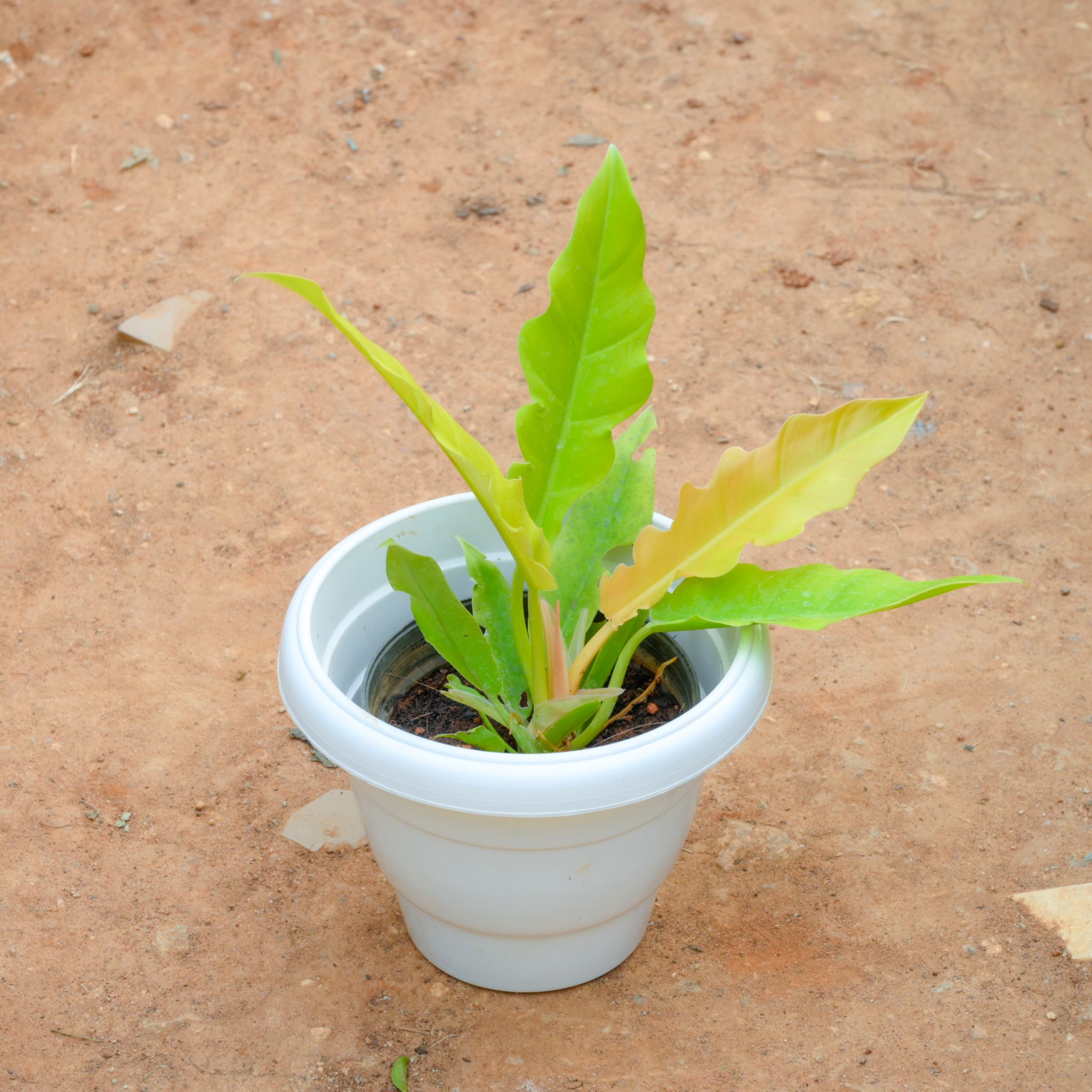 Philodendron Crocodile in 10 Inch White Classy Plastic Pot