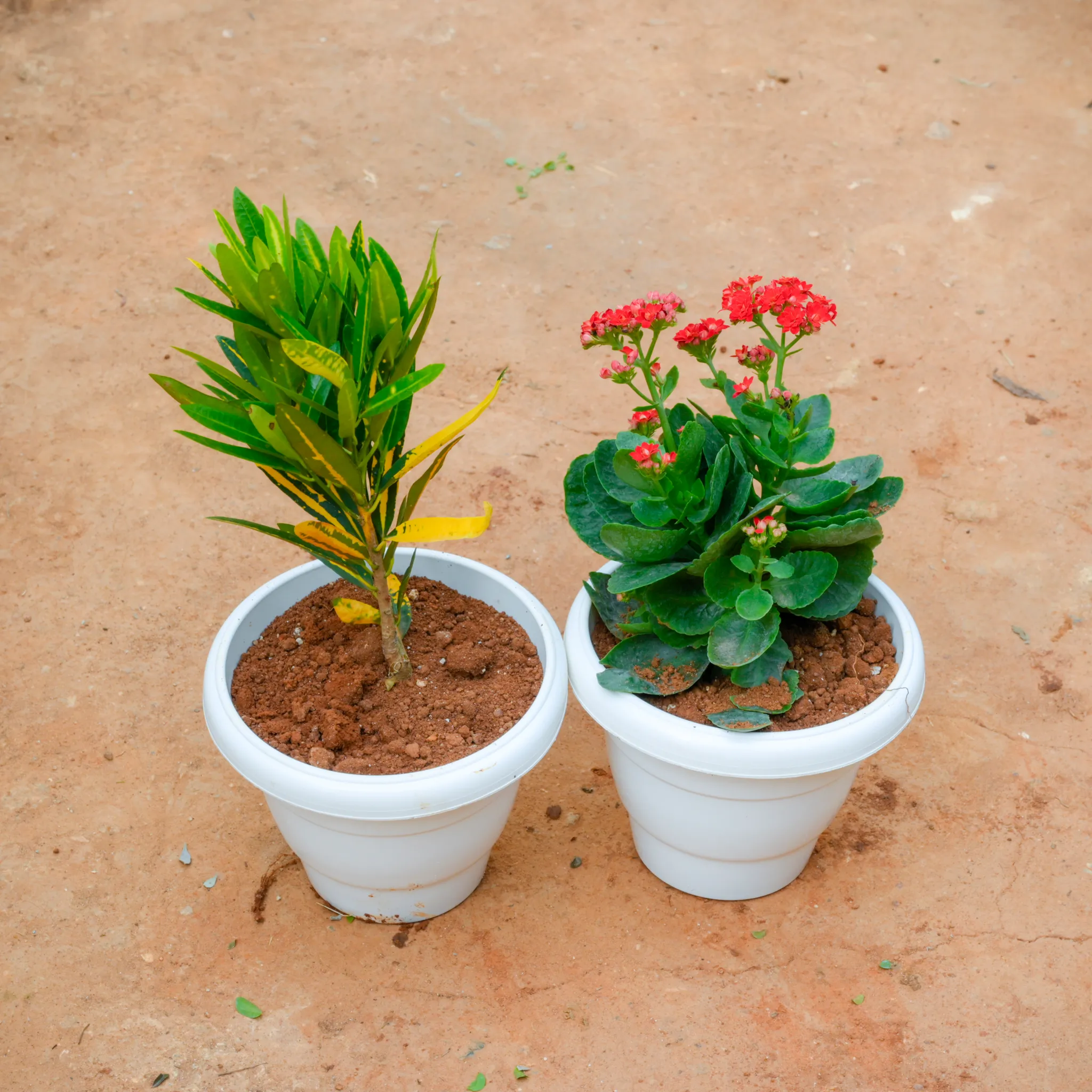 Set Of 2 - Banana Croton & Kalanchoe Red Succulent in 8 Inch White Classy Plastic Pot