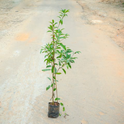 Chiku / Chikoo / Sapodilla Plant (~ 3 Ft) in 6 Inch Nursery Bag