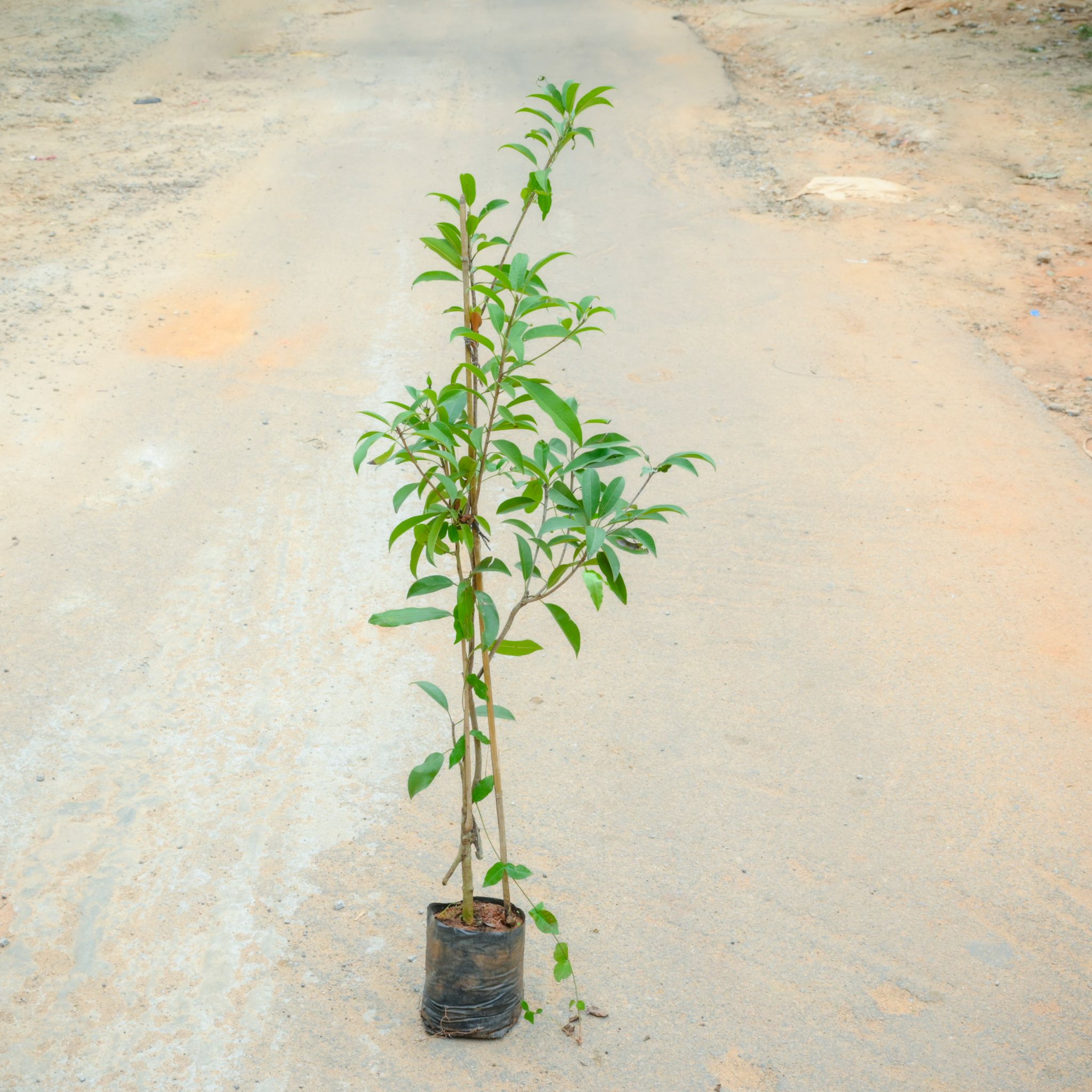 Chiku / Chikoo / Sapodilla Plant (~ 3 Ft) in 6 Inch Nursery Bag