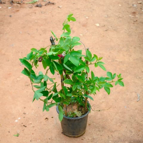 Rakhi Bel (~ 2 Ft) in 8 Inch Nursery Pot