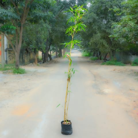 Golden Bamboo (~ 4 Ft) in 6 Inch Nursery Bag