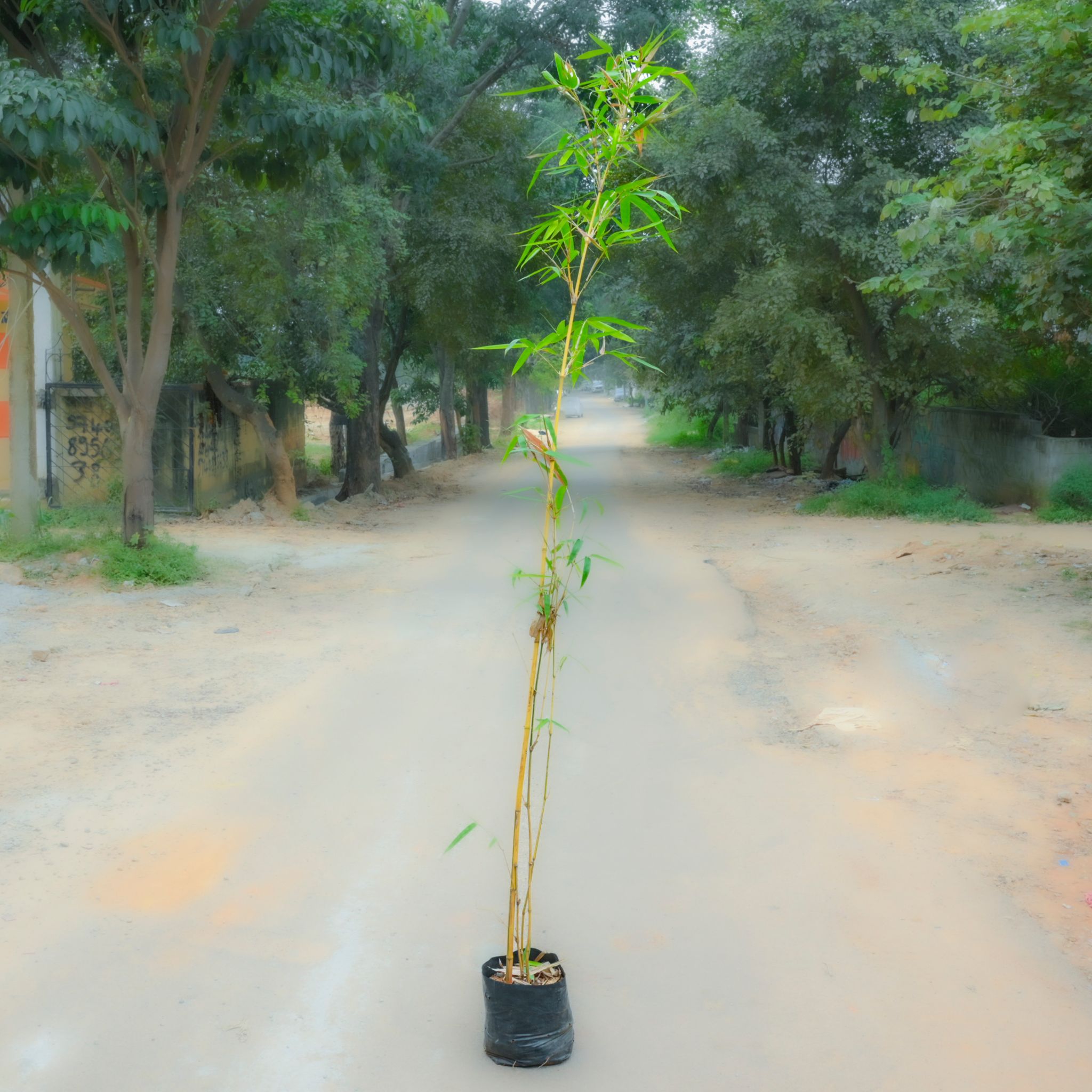 Golden Bamboo (~ 4 Ft) in 6 Inch Nursery Bag