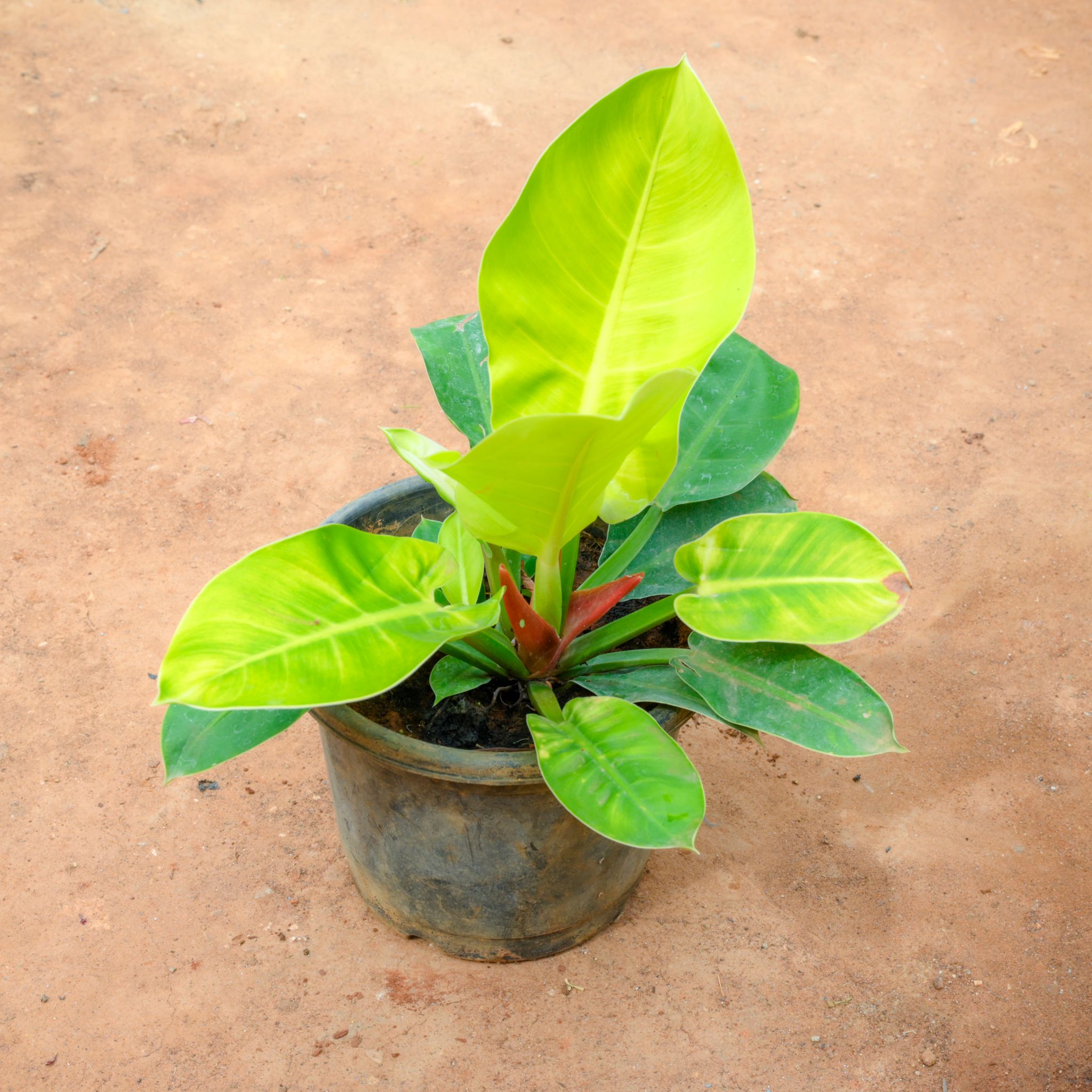 Philodendron Moon Shine in 10 Inch Nursery Pot