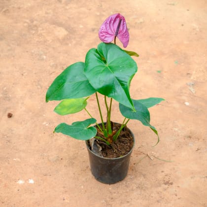 Buy Anthurium Purple in 5 Inch Nursery Pot Online | Urvann.com
