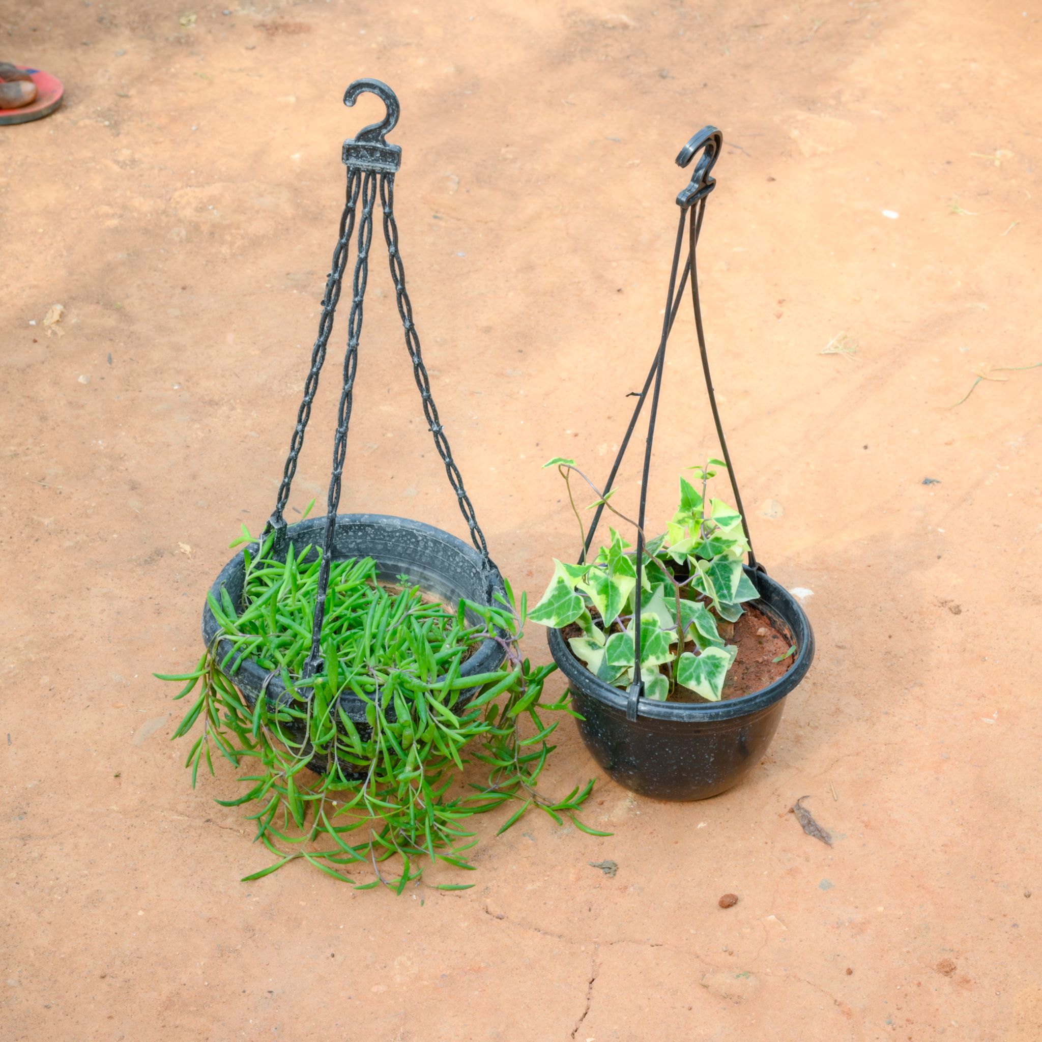 Set Of 2- String Of Banana Succulent & English Ivy in 8 Inch Black Hanging Plastic Pot