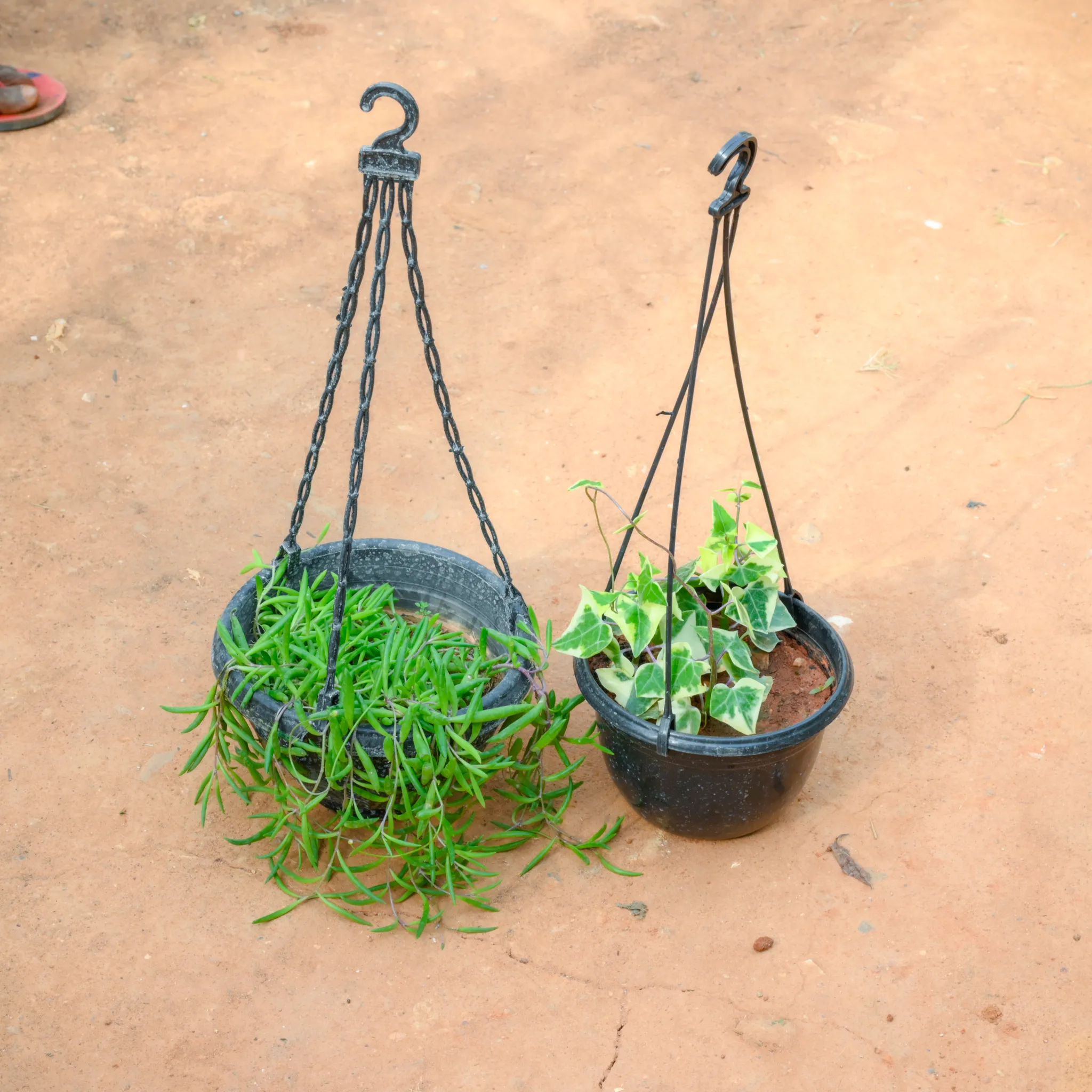 Set Of 2- String Of Banana Succulent & English Ivy in 8 Inch Black Hanging Plastic Pot