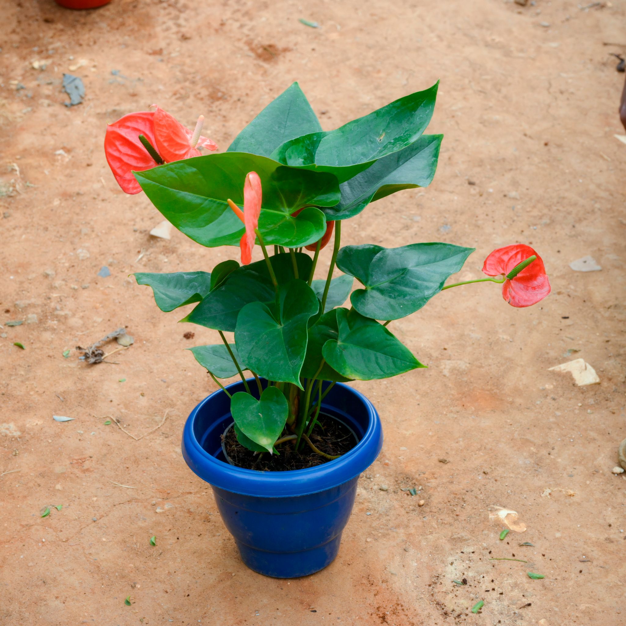 Anthurium Orange in 8 Inch Blue Classy Plastic Pot