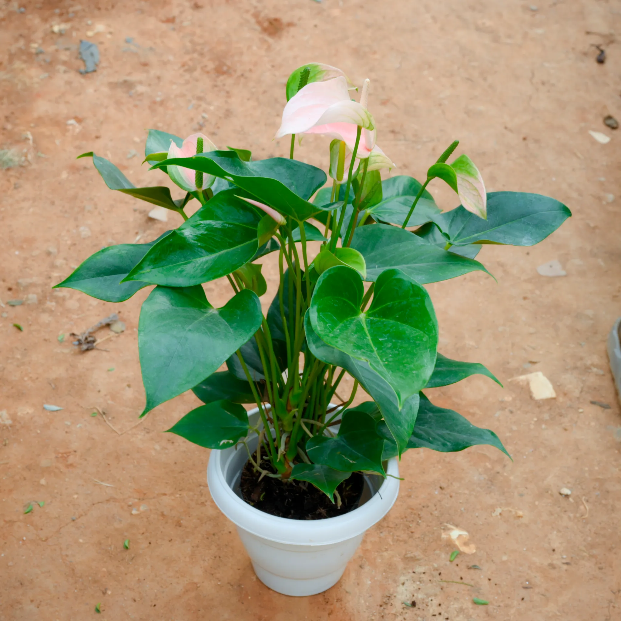 Anthurium Pink in 8 Inch White Classy Plastic Pot
