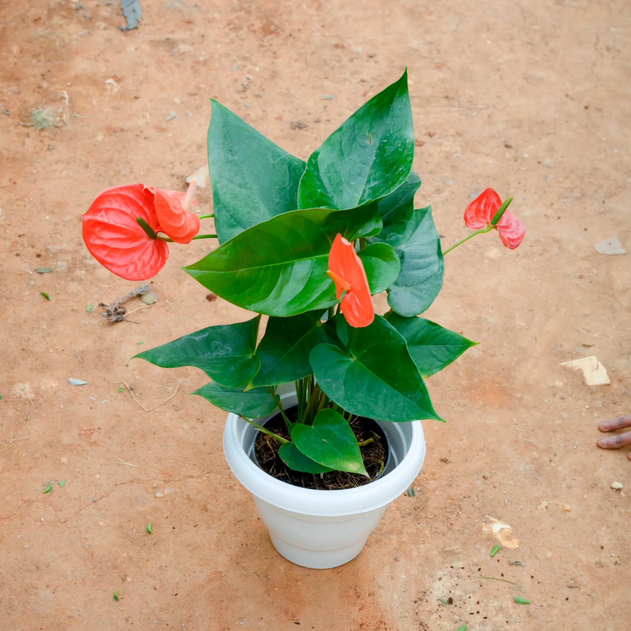 Anthurium Orange in 8 Inch White Classy Plastic Pot
