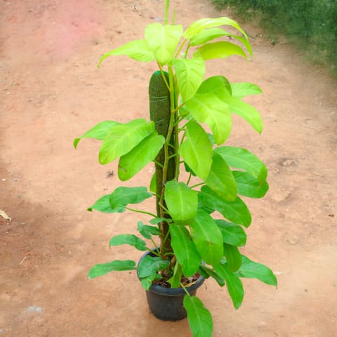 Philodendron Selloum Golden With (~ 3 Ft) Moss Stick in 10 Inch Live Fresh Plant Nursery Pot in Govandi Mumbai