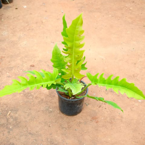 Philodendron Crocodile in 10 Inch Nursery Pot
