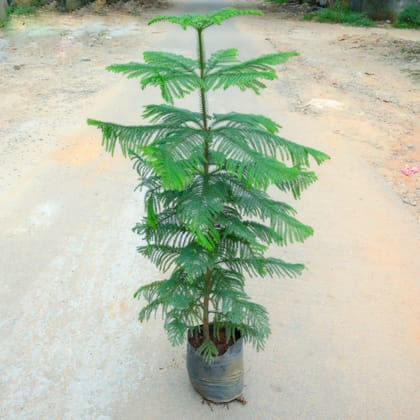Buy Araucaria / Christmas Tree (~ 4 Ft) in 10 Inch Nursery Bag Online | Urvann.com