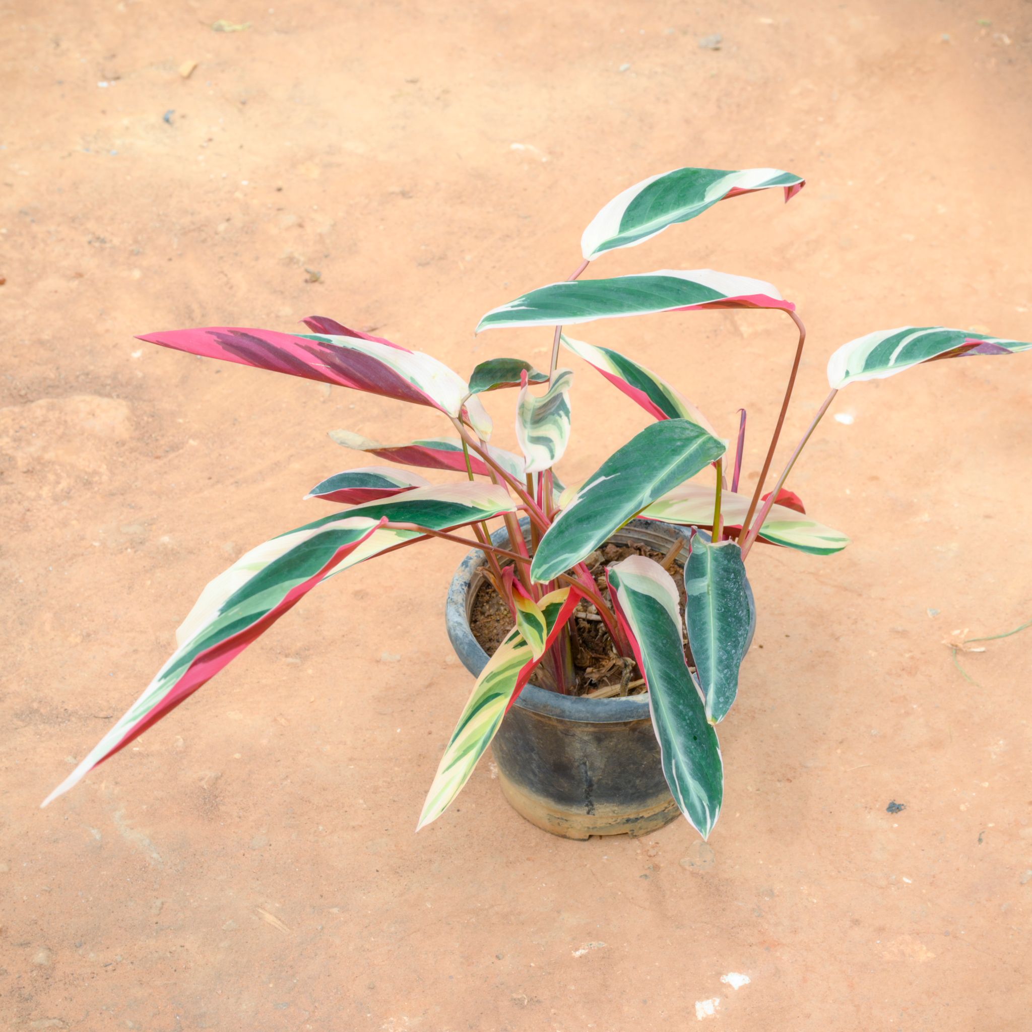 Stromanthe Triostar in 10 Inch Nursery Pot