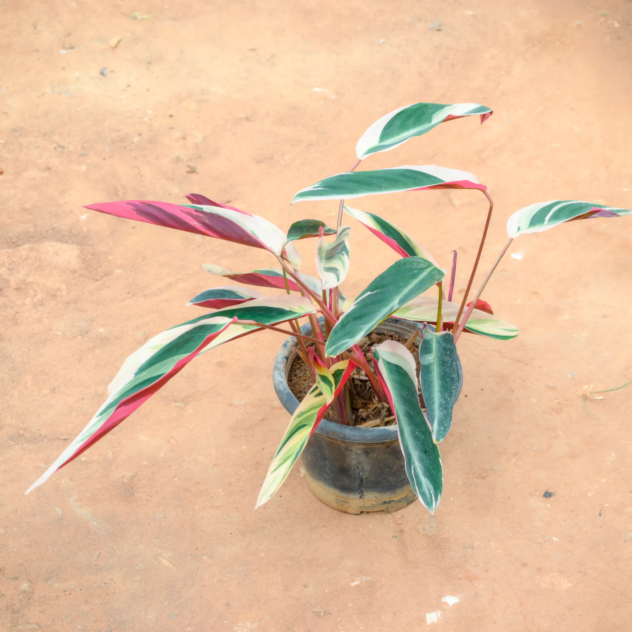 Stromanthe Triostar in 10 Inch Nursery Pot