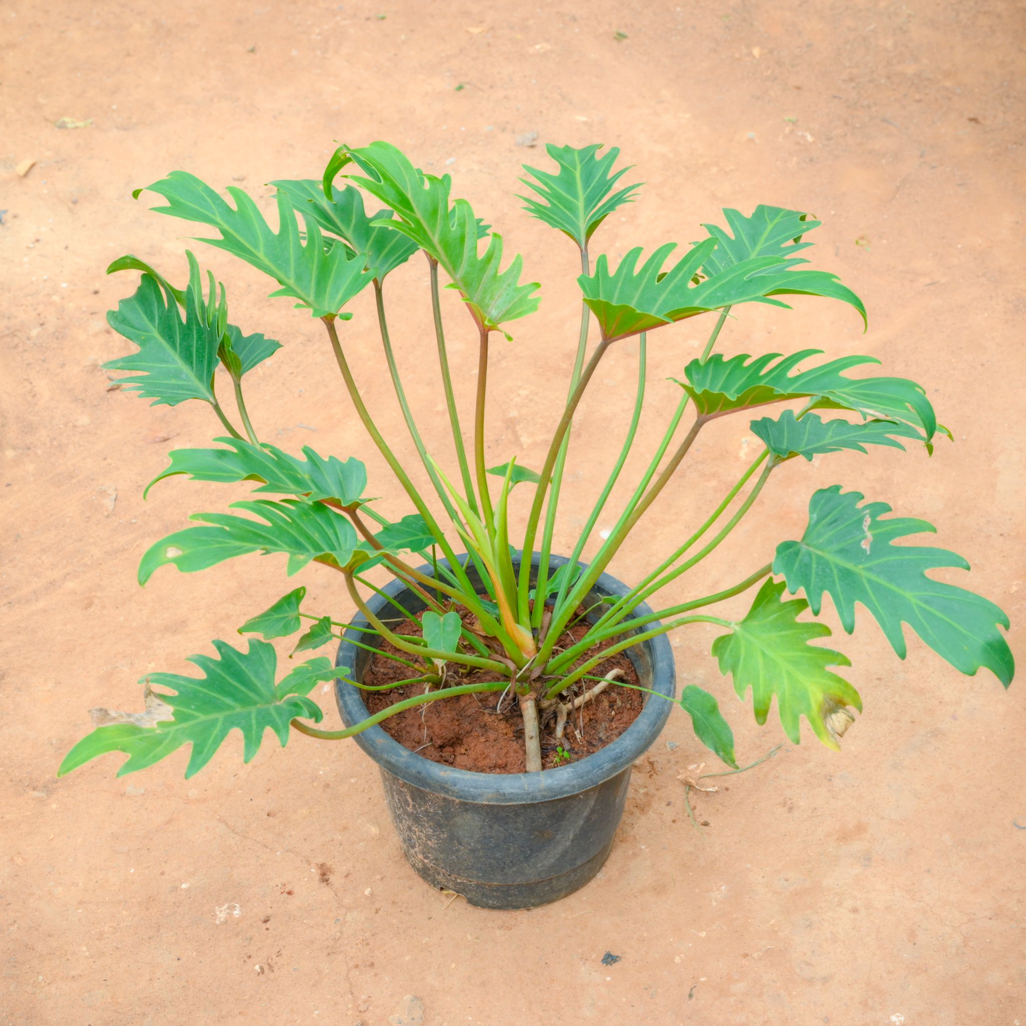 Xanadu Green in 10 Inch Nursery Pot