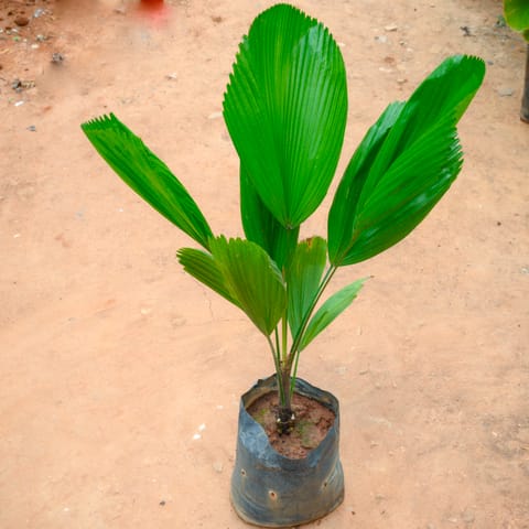 Ruffled Fan Palm / Licuala Grandis Palm (~ 3 Ft) in 10 Inch Nursery Bag