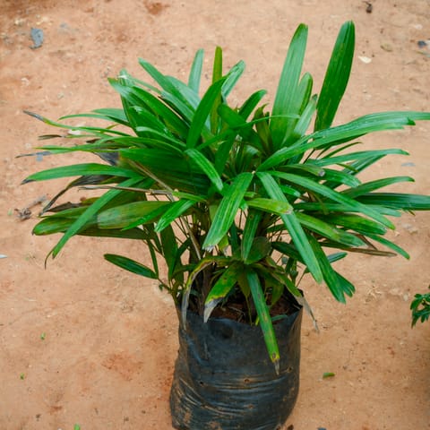 Raphis Palm (~ 2 Ft) in 8 Inch Nursery Bag