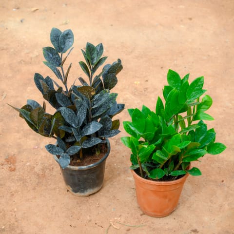 Set Of 2 - Zz Plant (Black & Green) in 4 Inch Nursery Pot