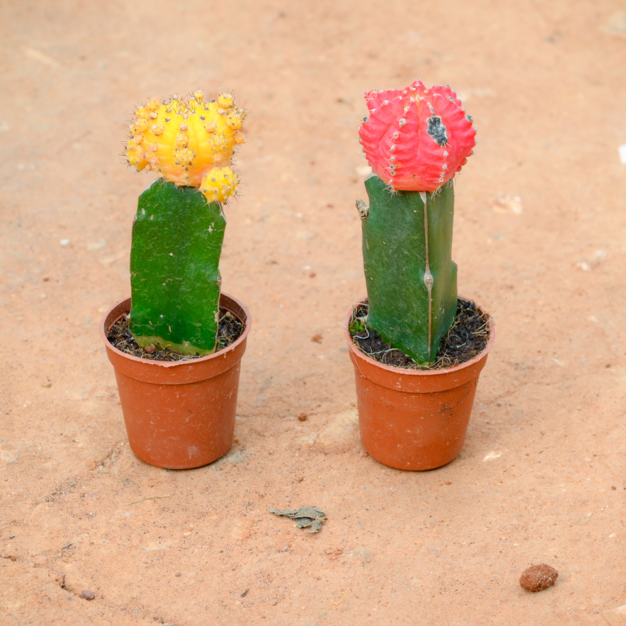 Set Of 2 - Moon Cactus Red & Yellow in 3 Inch Nursery Pot