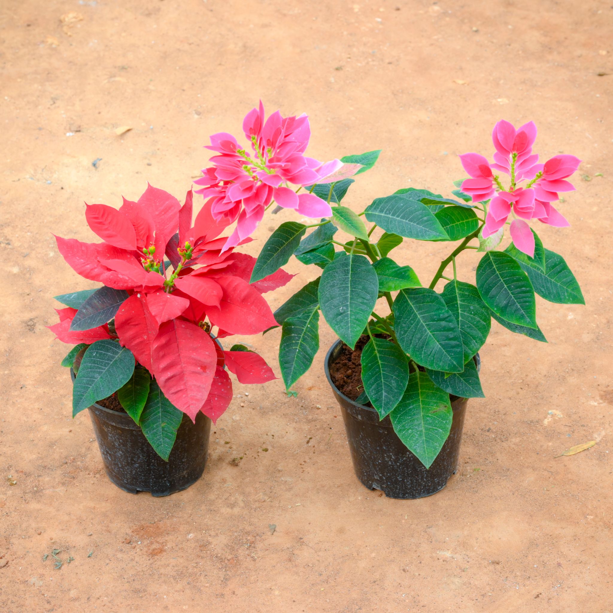Set Of 2 - Poinsettia / Christmas Flower (Pink & Red) in 6 Inch Nursery Pot
