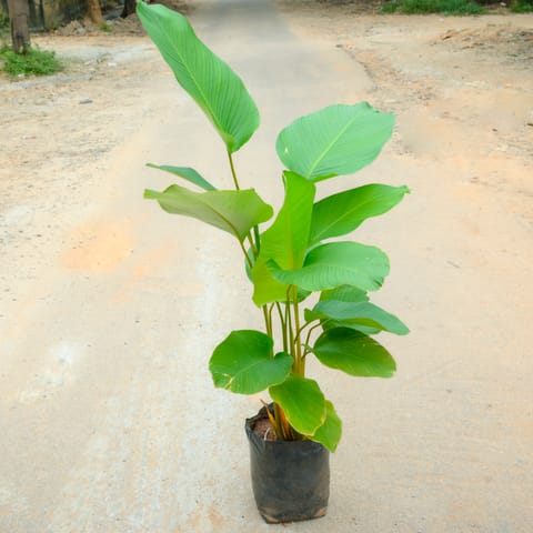 Calathea Lutea (~ 4 Ft) in 10 Inch Nursery Bag