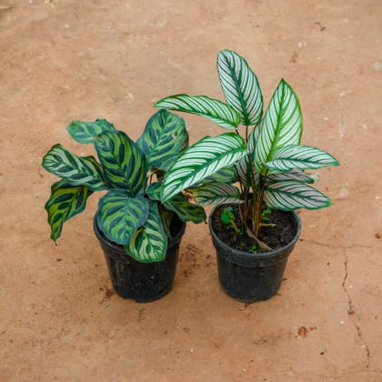 Buy Set Of 2 - Calathea Maranta & Ornata in 5 Inch Nursery Pot Online | Urvann.com
