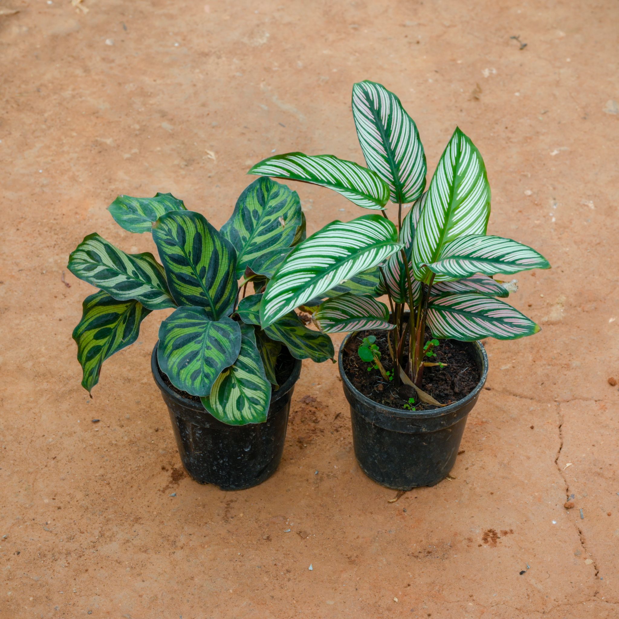 Set Of 2 - Calathea Maranta & Ornata in 5 Inch Nursery Pot