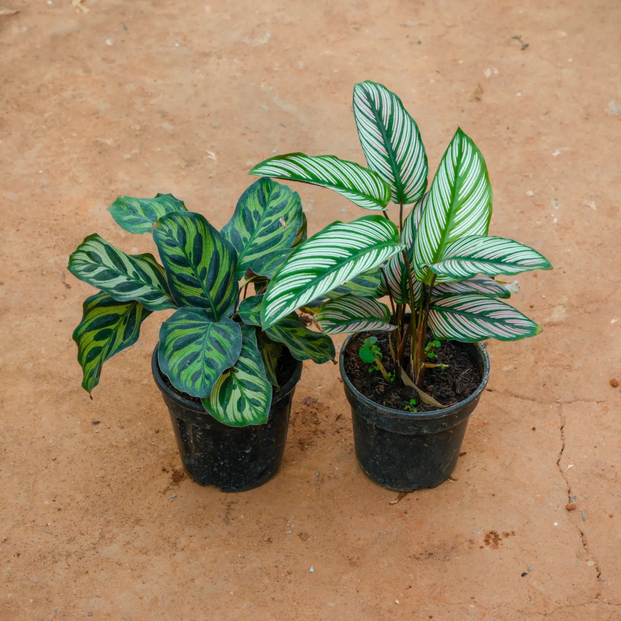 Set Of 2 - Calathea Maranta & Ornata in 5 Inch Nursery Pot