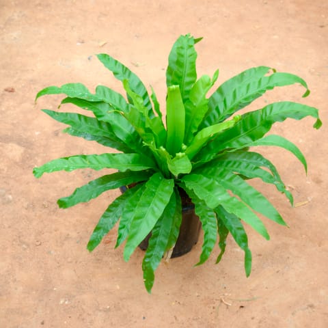 Birds Nest Fern in 10 Inch Nursery Pot