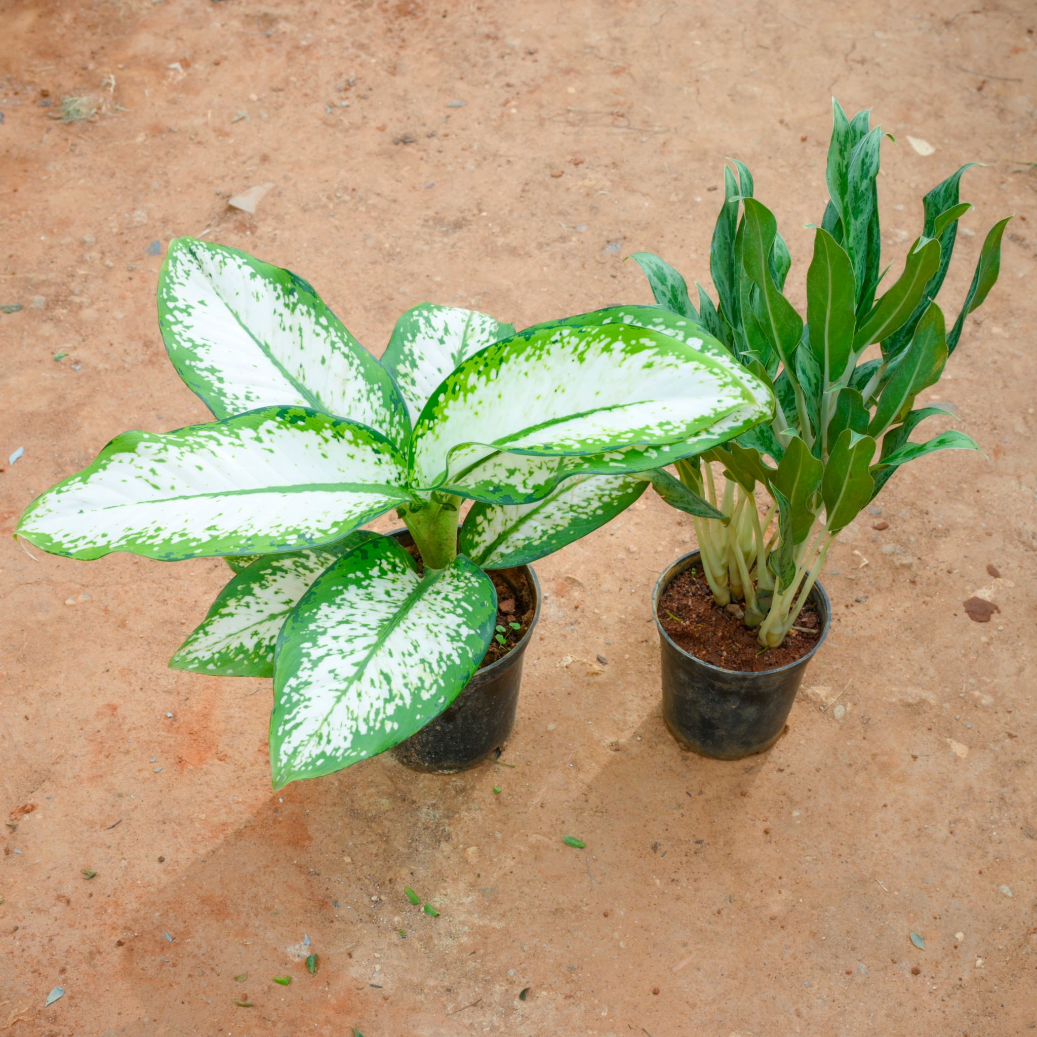 Set Of 2 - Aglaonema Snow White & Chinese Evergreen in 5 Inch Nursery Pot