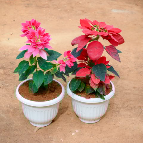 Set Of 2 - Poinsettia / Christmas Flower Red & Pink in 10 Inch White Olive Plastic Pot