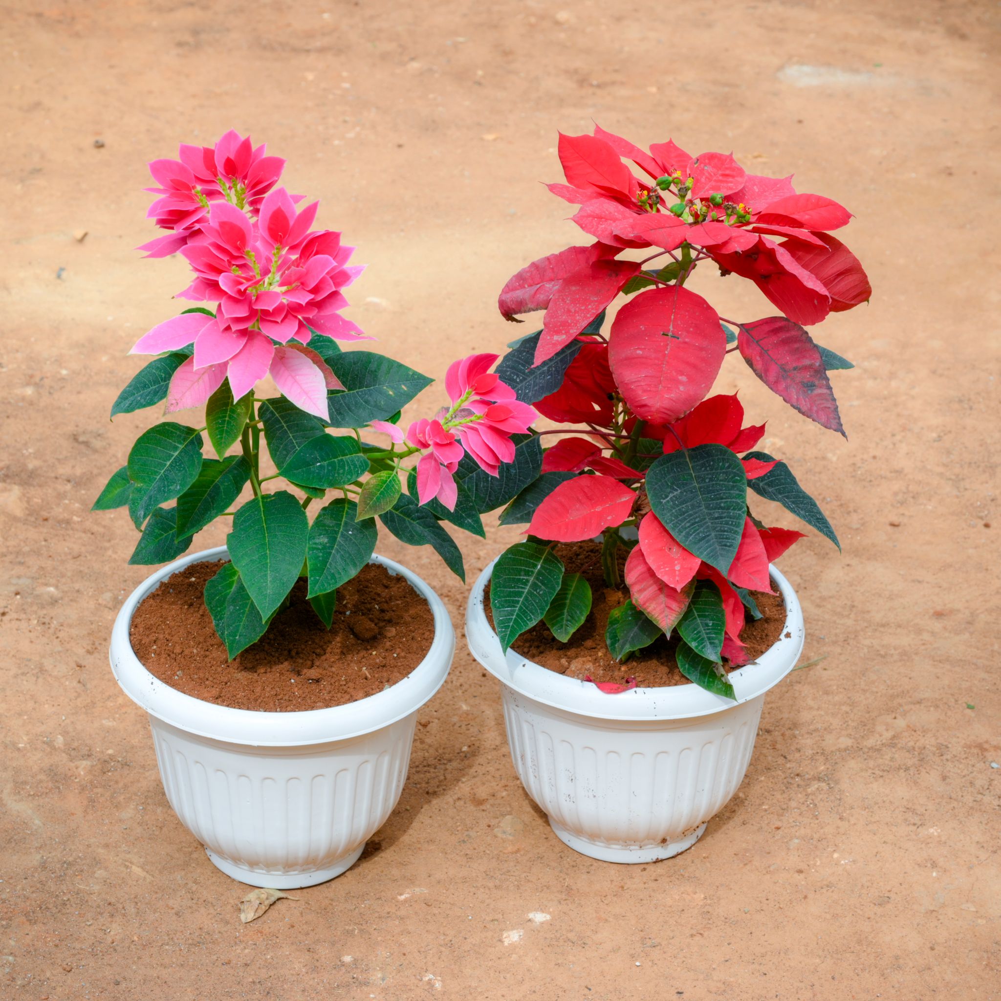 Set Of 2 - Poinsettia / Christmas Flower Red & Pink in 10 Inch White Olive Plastic Pot