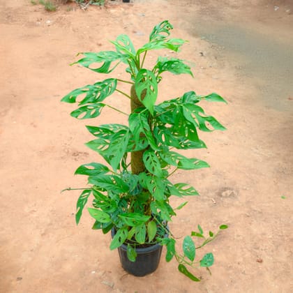 Buy Monstera Broken Heart With (~ 3 Ft) Moss Stick in 10 Inch Nursery Pot Online | Urvann.com