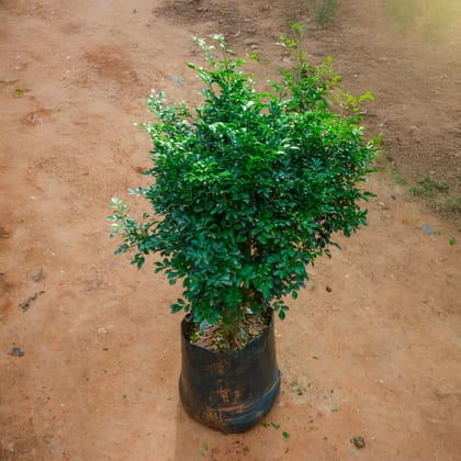 Buy Madhu Kamini / Murraya (~ 3 Ft) in 14 Inch Nursery Bag Online | Urvann.com