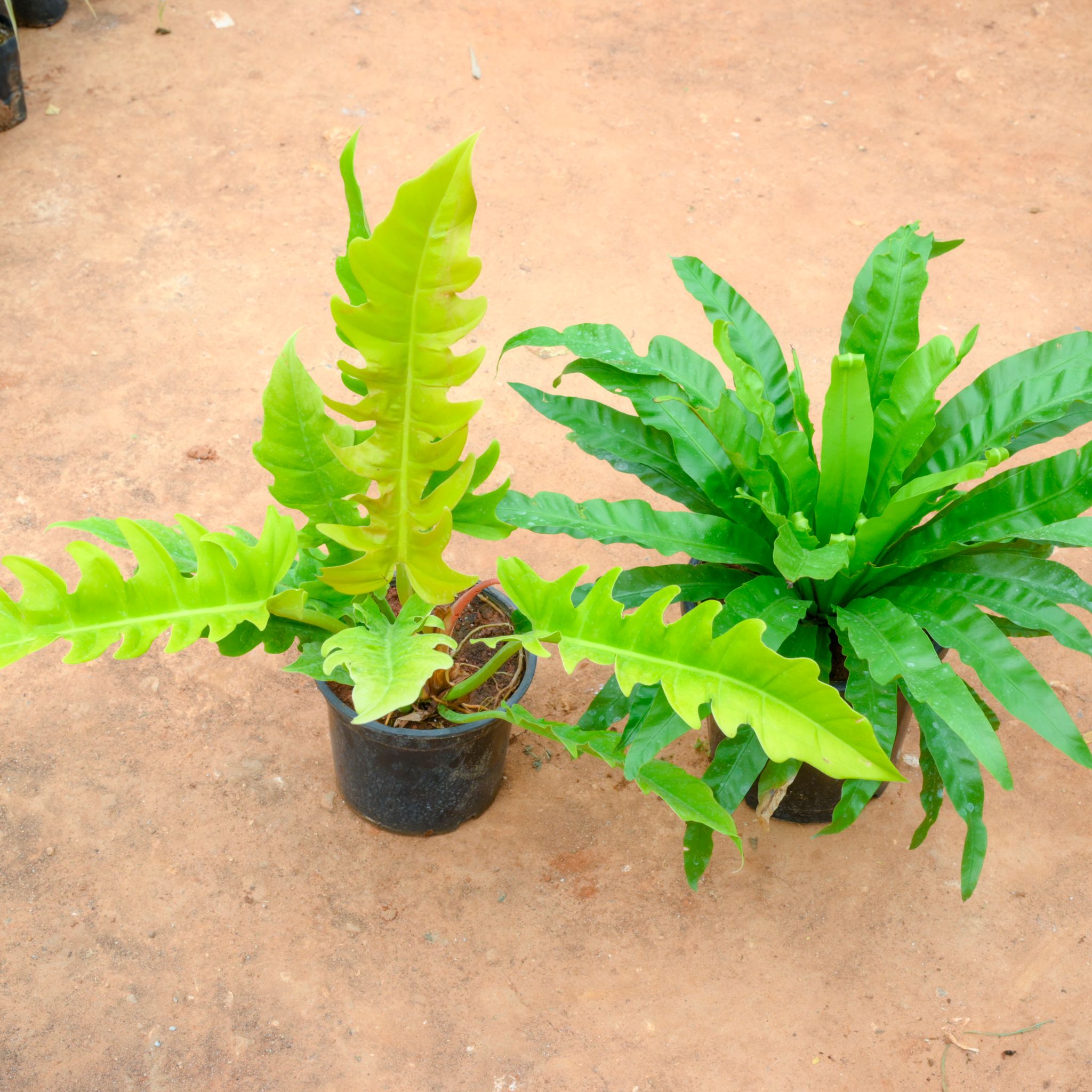 Set Of 2 - Philodendron Crocodile & Bird Nest Fern in 10 Inch Nursery Pot