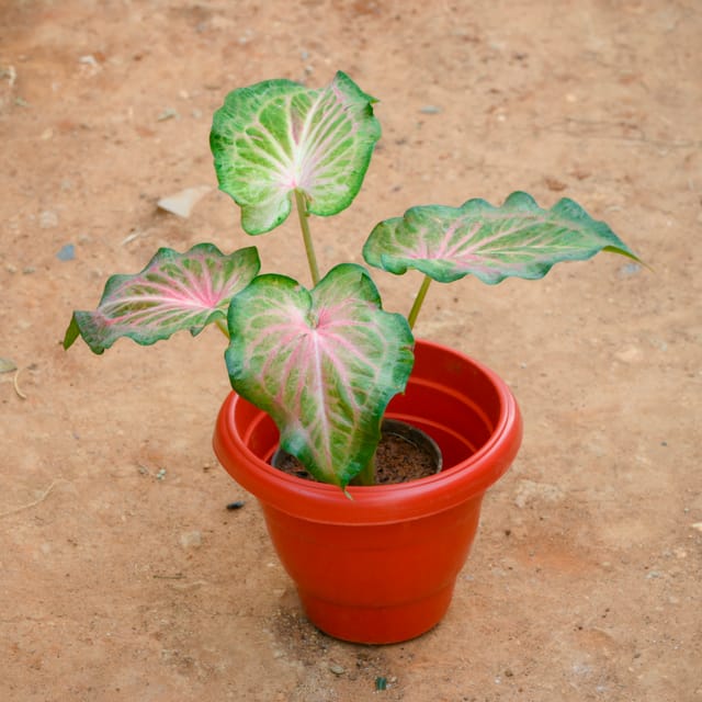Caladium / Heart Of Jesus Green Tip in 8 Inch Terracotta Red Classy Plastic Pot