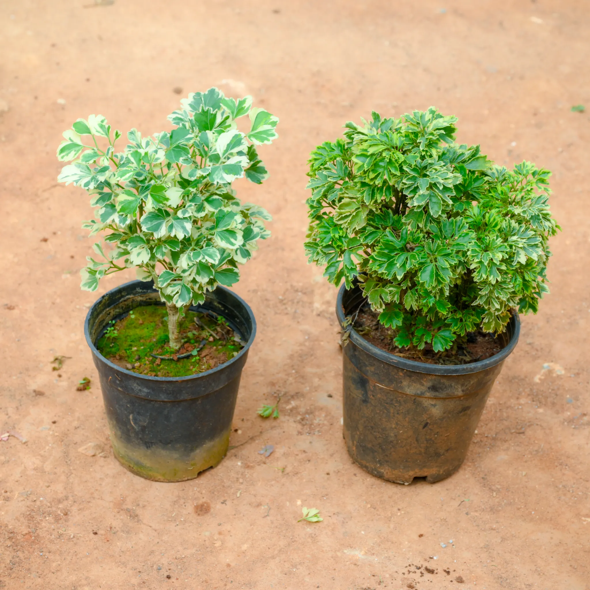 Set Of 2 - Aralia (Green & White) in 4 Inch Nursery Pot