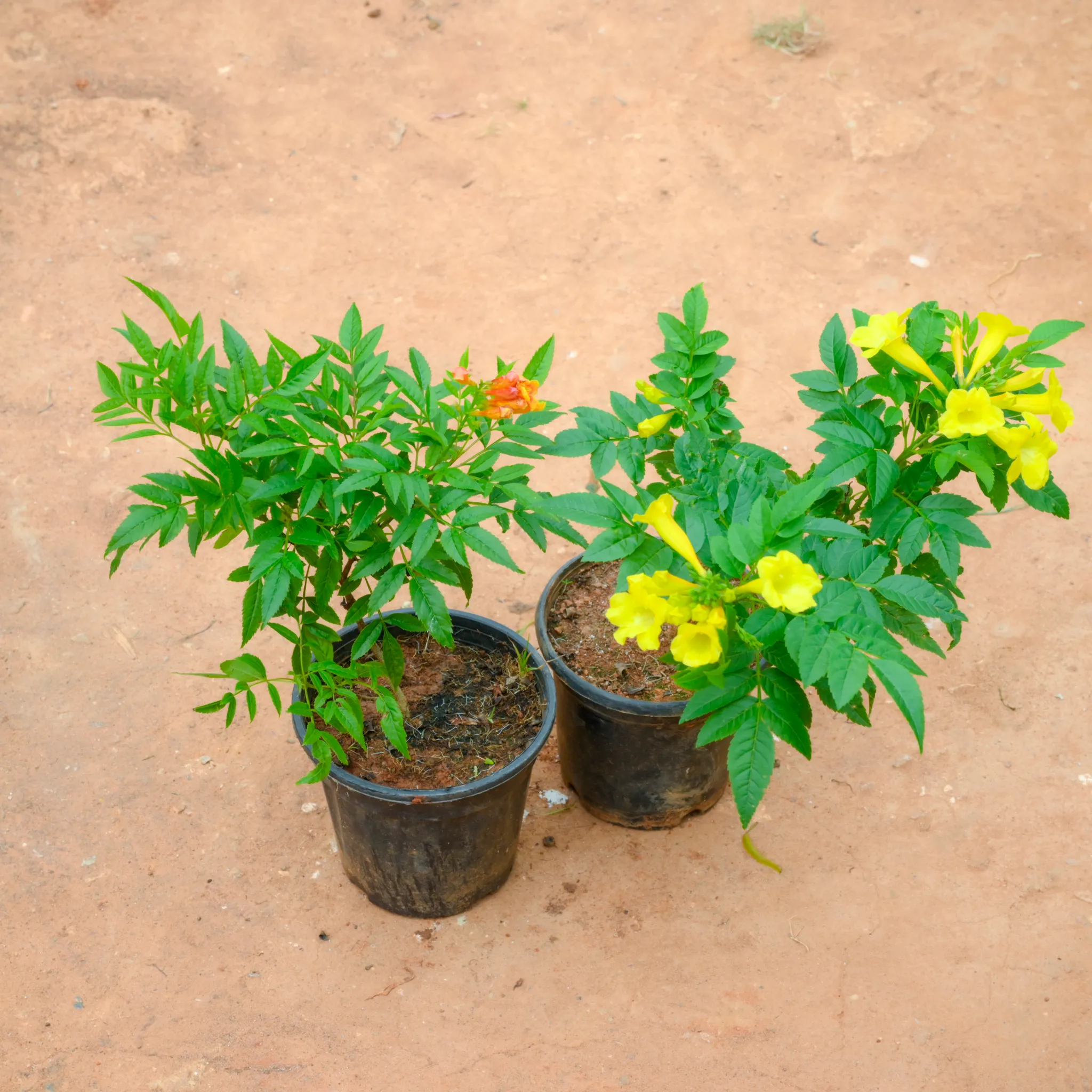 Set Of 2 - Tecoma (Yellow & Orange) in 5 Inch Nursery Pot