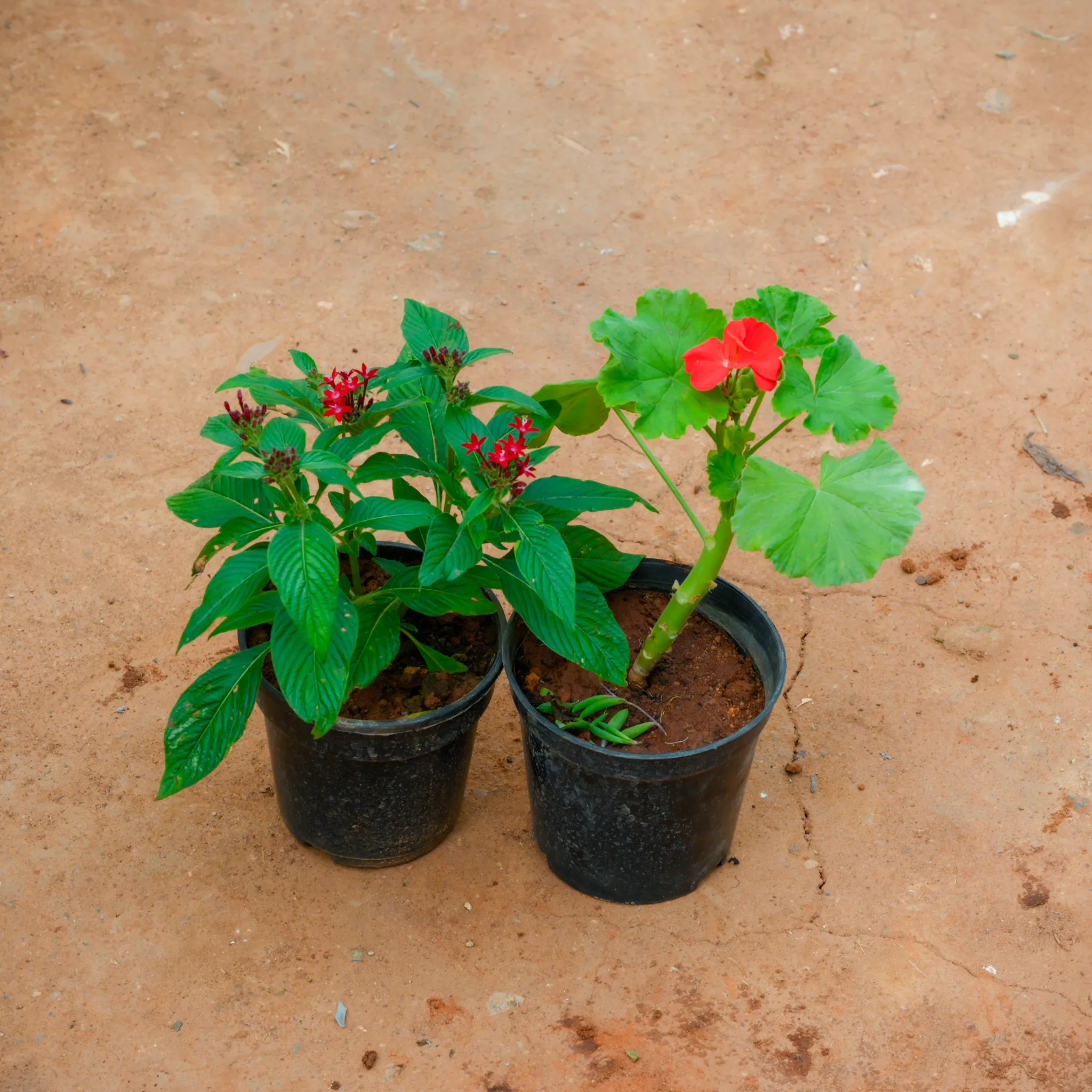 Set Of 2 - Pentas & Geranium (Any Colour) in 5 Inch Nursery Pot