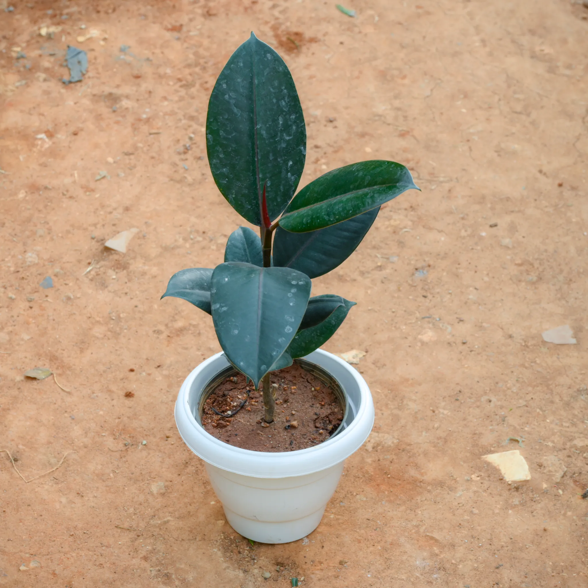 Rubber Black in 8 Inch White Classy Plastic Pot