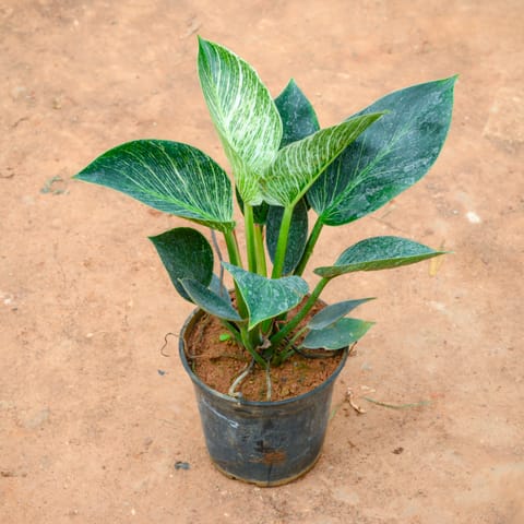 Philodendron Birkin in 5 Inch Nursery Pot