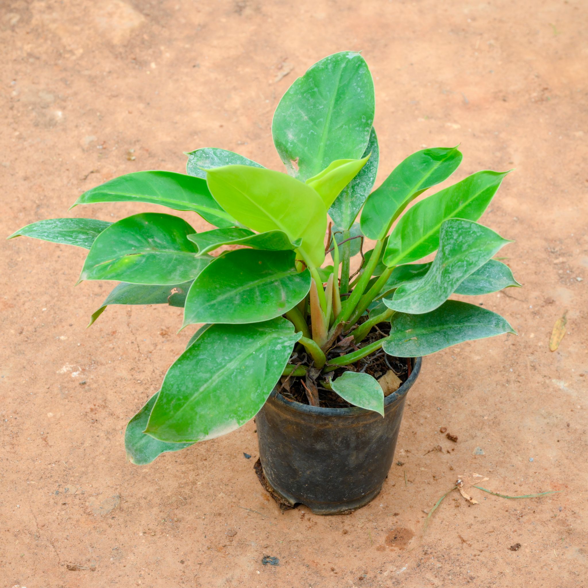 Philodendron Moon Shine in 5 Inch Nursery Pot
