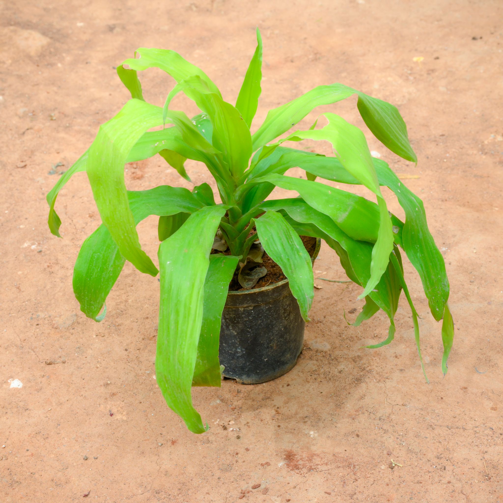 Dracaena Lemon in 6 Inch Nursery Pot