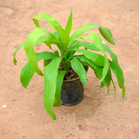 Dracaena Lemon in 6 Inch Nursery Pot