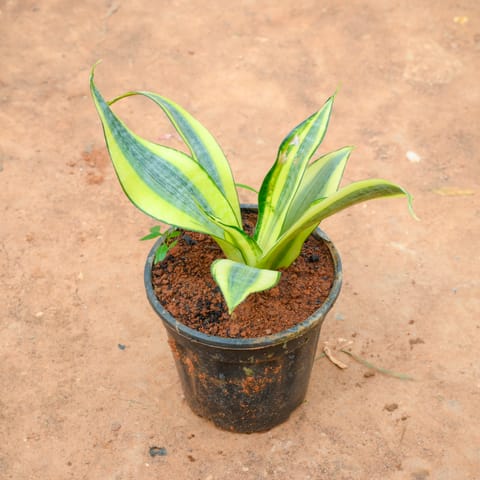 Snake Golden in 5 Inch Nursery Pot
