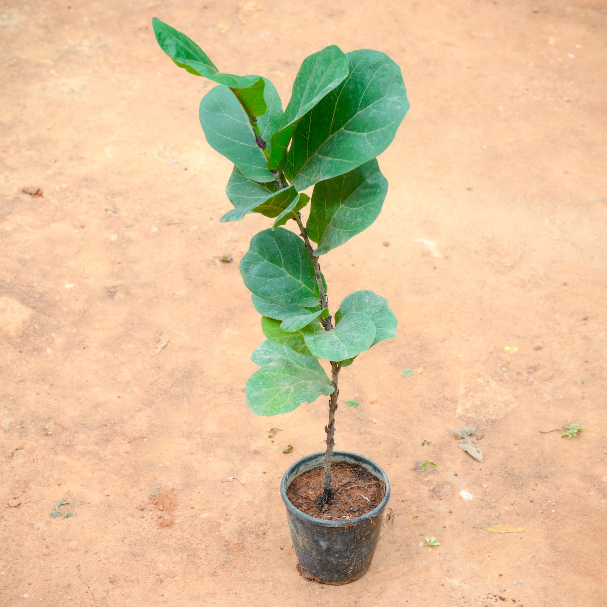 Fiddle Leaf Fig / Ficus Lyrata (~ 1.5 Ft) in 5 Inch Nursery Pot