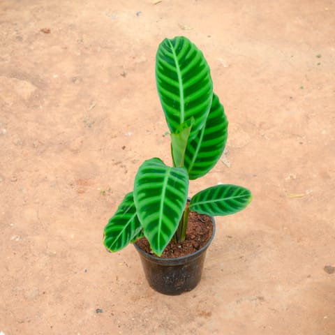 Calathea Maranta / Zebrina in 6 Inch Nursery Pot