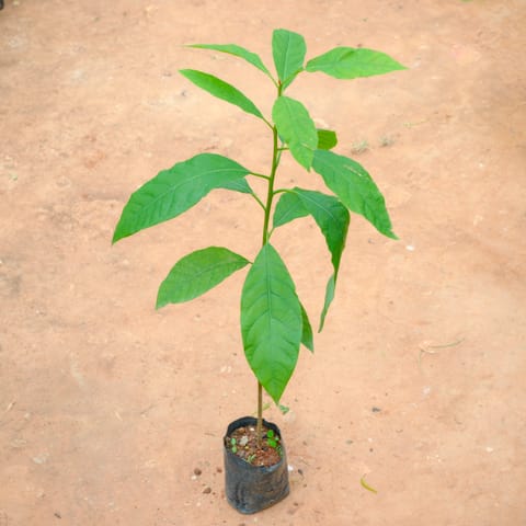 Butter Fruit / Avocado (~ 3 Ft) in 4 Inch Nursery Bag