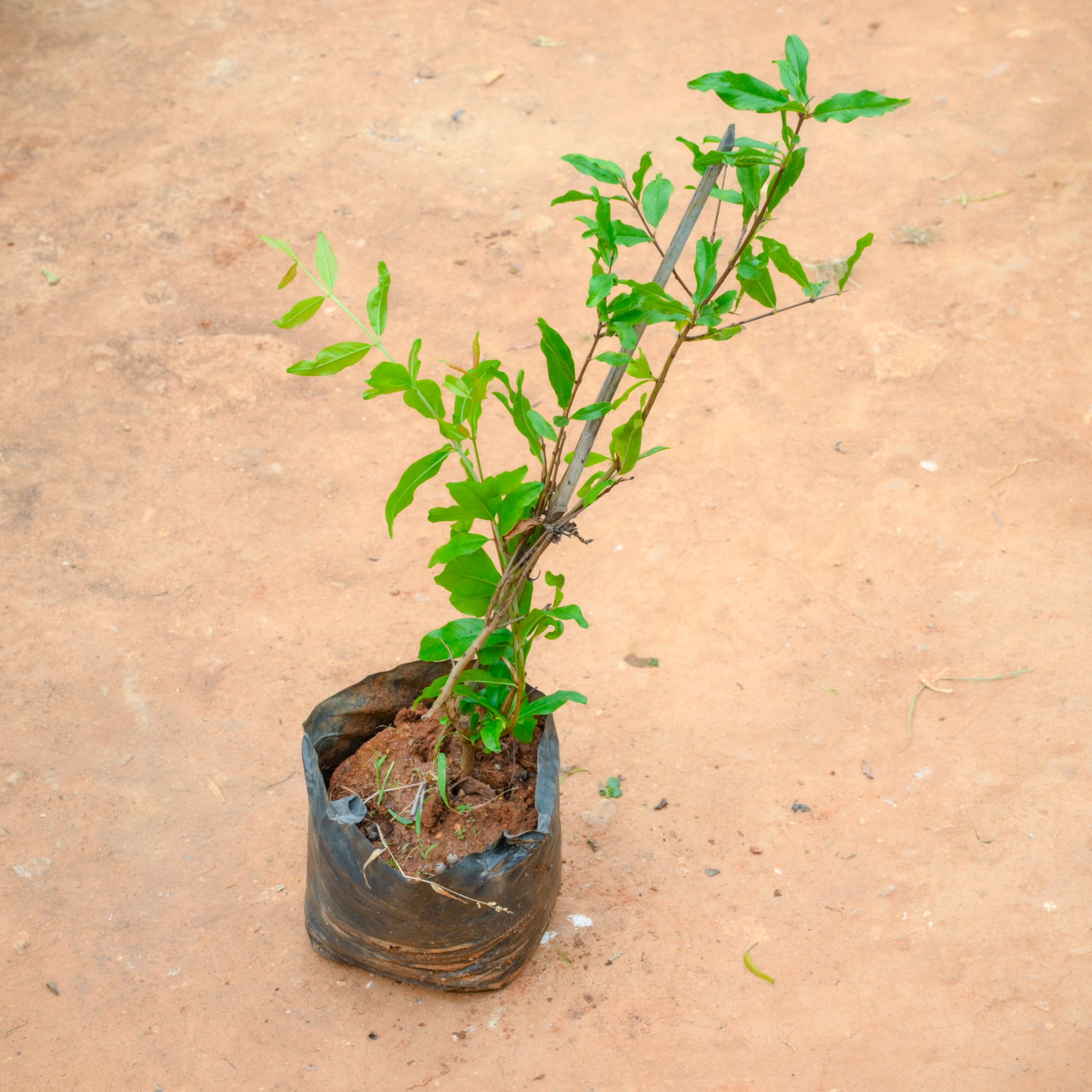 Anar / Pomegranate (~ 2 Ft) in 6 Inch Nursery Bag